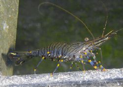 Prawn on pier step.
Aughrusmore, Connemara.
D200, 60mm. by Mark Thomas 